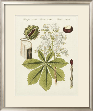 Horse Chestnut by Bertuch Pricing Limited Edition Print image