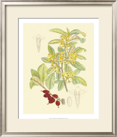 Berries And Blossoms Iv by Samuel Curtis Pricing Limited Edition Print image