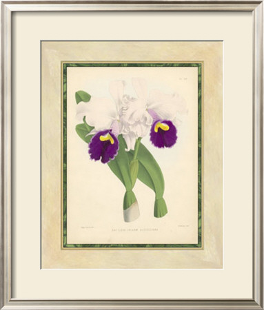 Fitch Orchid I by J. Nugent Fitch Pricing Limited Edition Print image