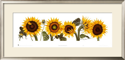 Sunflowers by Patricia Shilling-Stewart Pricing Limited Edition Print image