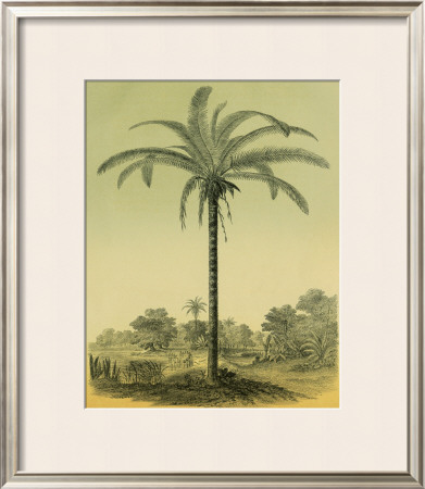 Astrocaryum Palm by Ch. Lemaire Pricing Limited Edition Print image
