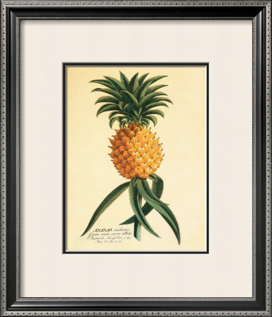 Ho'okipa by Georg Dionysius Ehret Pricing Limited Edition Print image
