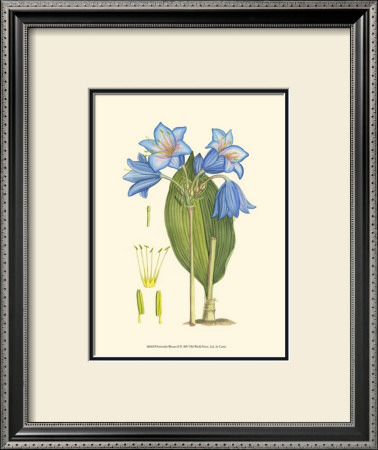Periwinkle Blooms Ii by Samuel Curtis Pricing Limited Edition Print image