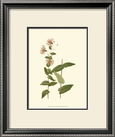 Native Beauty I by Louis Prang Pricing Limited Edition Print image