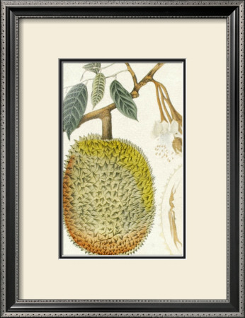 Crackled Indonesian Fruits Iv by Berthe Hoola Van Nooten Pricing Limited Edition Print image