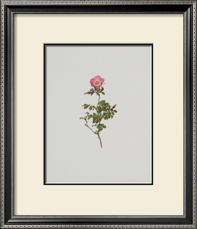 Wild Rose by Moritz Michael Daffinger Pricing Limited Edition Print image