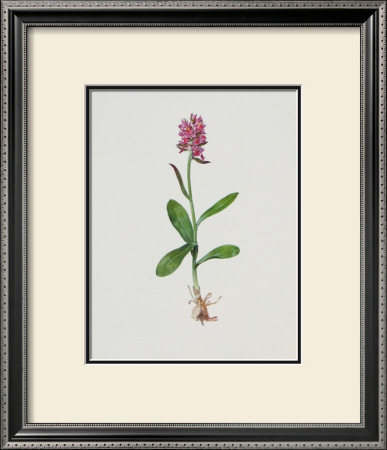 Hollunderblutiges Knabenkraut by Moritz Michael Daffinger Pricing Limited Edition Print image