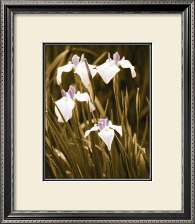 Spring Blossoms Ii by Boyce Watt Pricing Limited Edition Print image