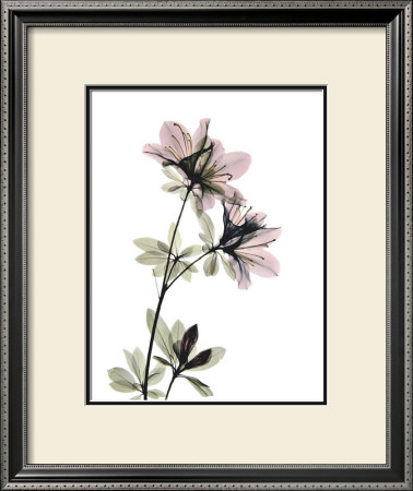 Azalea by Acee Pricing Limited Edition Print image