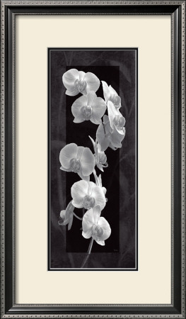 Orchid Opulence I by Katrina Craven Pricing Limited Edition Print image