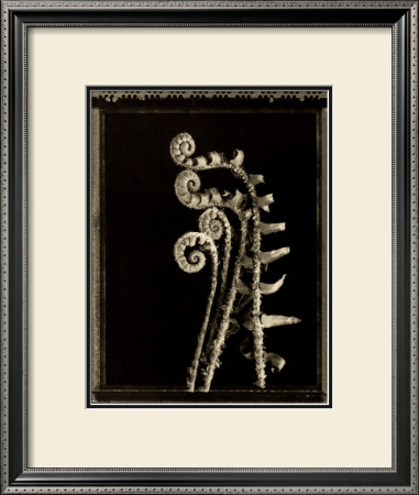 Violin Fern by Lynne Jaeger Weinstein Pricing Limited Edition Print image