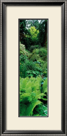 Garden Of Eden, Titoki Point Garden, New Zealand by Alain Le Toquin Pricing Limited Edition Print image