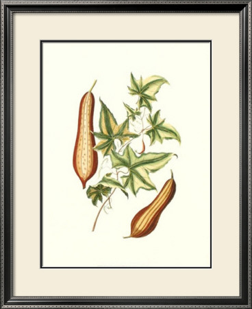 Buchoz Exotics Iv by Pierre-Joseph Redoute Pricing Limited Edition Print image