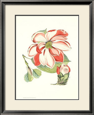 Melissa's Flowers Ii by Samuel Curtis Pricing Limited Edition Print image