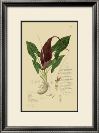 Aroid Plant Iv by A. Descubes Pricing Limited Edition Print image