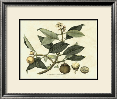 Delicate Botanical I by Samuel Curtis Pricing Limited Edition Print image