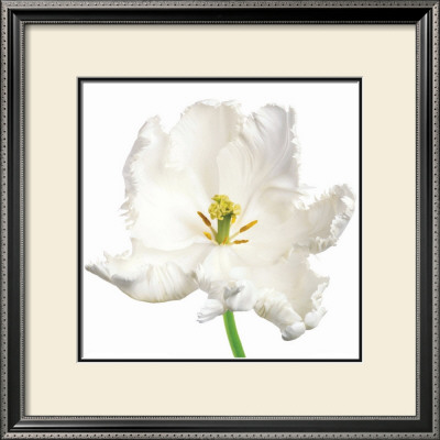 Tulipa White Parrot by Peter Arnold Pricing Limited Edition Print image