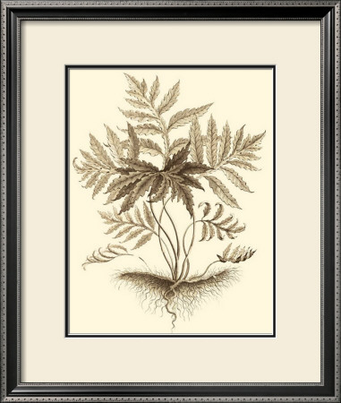 Sepia Munting Foliage Iv by Abraham Munting Pricing Limited Edition Print image