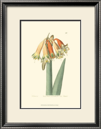 Golden Beauty I by Sydenham Teast Edwards Pricing Limited Edition Print image