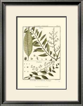 Fern Classification Iii by Denis Diderot Pricing Limited Edition Print image