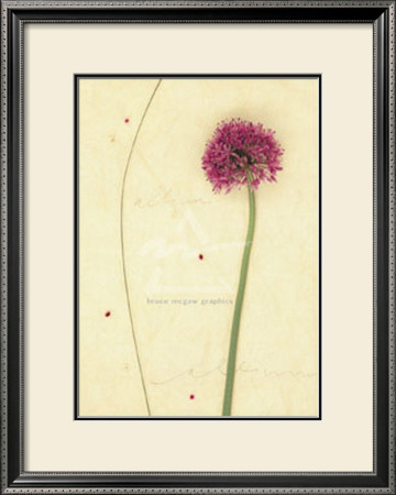Allium by Kidney Pricing Limited Edition Print image