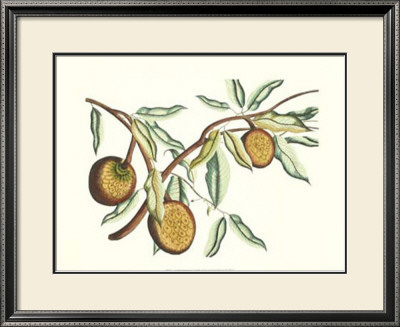 Botanical Ii by Van Rheet Pricing Limited Edition Print image