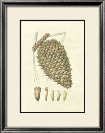 Crackled Woodland Pinecones I by Silva Pricing Limited Edition Print image