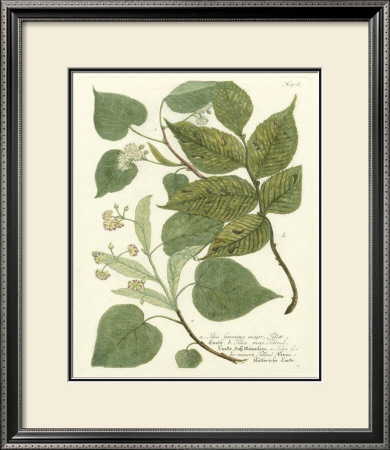 Weinmann Greenery Iii by Johann Wilhelm Weinmann Pricing Limited Edition Print image