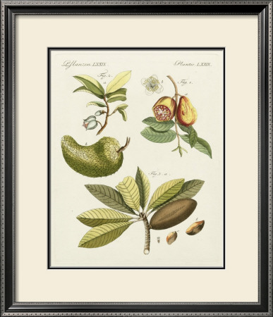 Breadfruit by Bertuch Pricing Limited Edition Print image
