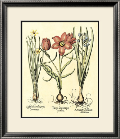 Bulb Garden Iv by Basilius Besler Pricing Limited Edition Print image