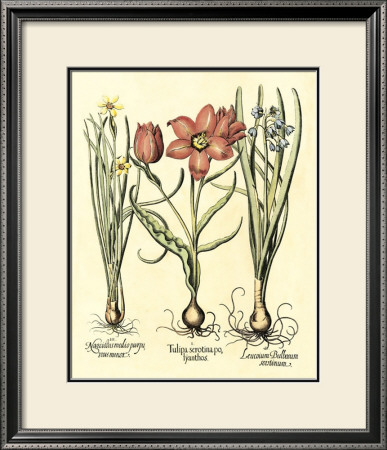 Bulb Garden Iv by Basilius Besler Pricing Limited Edition Print image