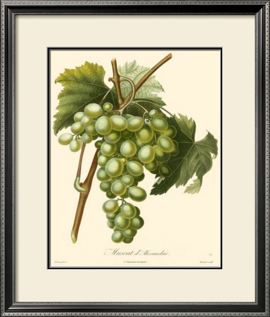 Grapes I by Bessa Pricing Limited Edition Print image