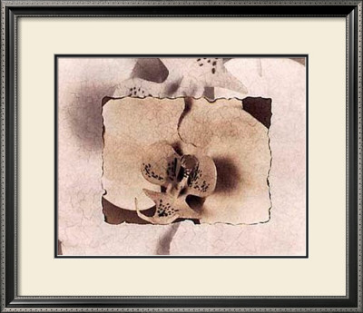 Orchid by Dick & Diane Stefanich Pricing Limited Edition Print image