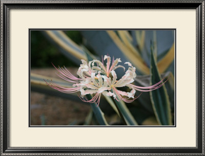 Pink Cluster Amaryllis, Manjushaka by Ryuji Adachi Pricing Limited Edition Print image