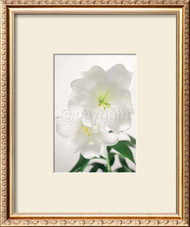 Lily by Ziggy Crämer Pricing Limited Edition Print image