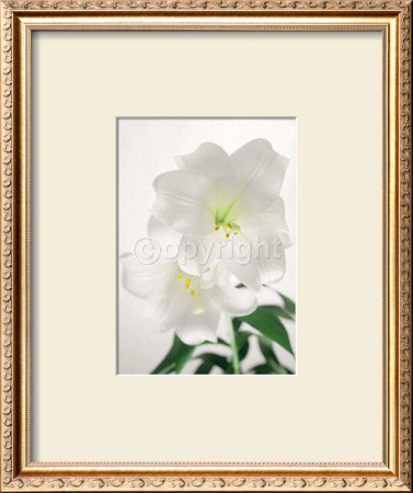 Lily by Ziggy Cramer Pricing Limited Edition Print image