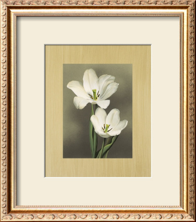 Tulipani by Andrea Trivelli Pricing Limited Edition Print image