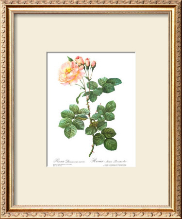Rose, Damascena Aurora by Pierre-Joseph Redoute Pricing Limited Edition Print image