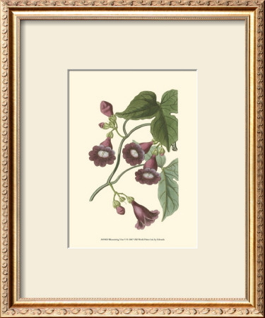 Blossoming Vine V by Sydenham Teast Edwards Pricing Limited Edition Print image