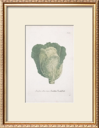Cabbages by Johann Wilhelm Weinmann Pricing Limited Edition Print image