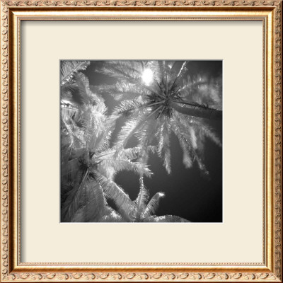Palm Trees Ii by Jean-Francois Dupuis Pricing Limited Edition Print image