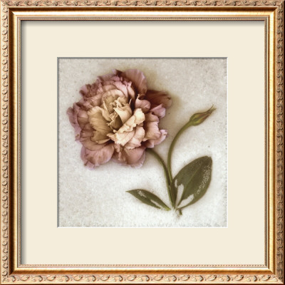 Sand Lisianthus by Donna Geissler Pricing Limited Edition Print image