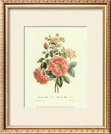 Damask Rose by John Edwards Pricing Limited Edition Print image