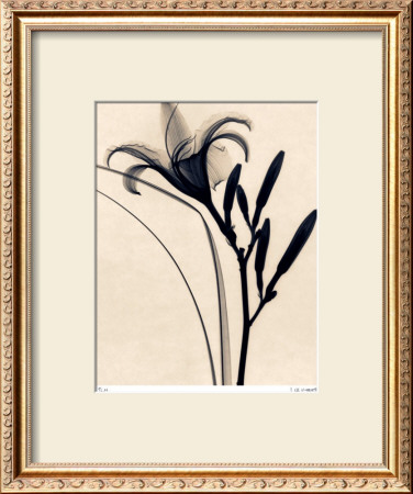 Daylily by Judith Mcmillan Pricing Limited Edition Print image