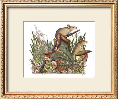 Mice And Plants by Alan Baker Pricing Limited Edition Print image