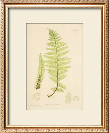 Nature Printed Ferns by Henry Bradbury Pricing Limited Edition Print image