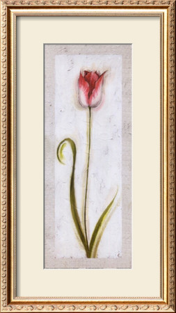 Red And White Tulip by Jennifer Hammond Pricing Limited Edition Print image