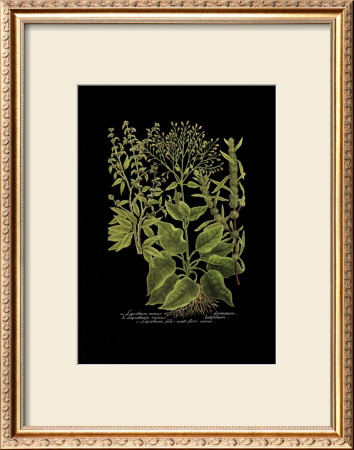 Weinmann Botanical On Black V by Johann Wilhelm Weinmann Pricing Limited Edition Print image
