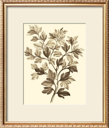 Sepia Munting Foliage I by Abraham Munting Pricing Limited Edition Print image