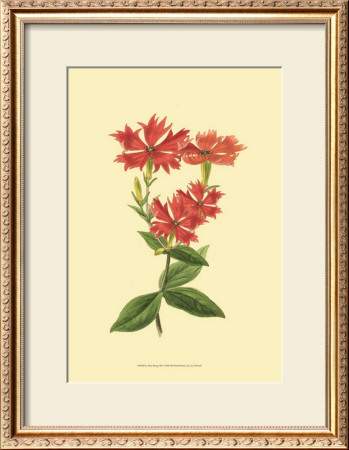 Le Fleur Rouge Iii by Sydenham Teast Edwards Pricing Limited Edition Print image